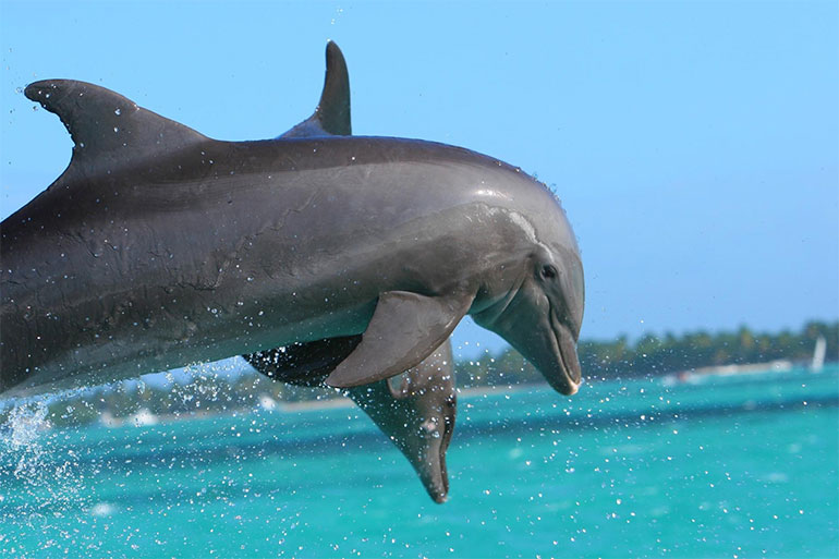 playa-delfines