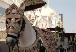 Baraat Horses and Carriages