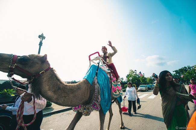 18a indian wedding groom camel baraat