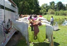 Equishare Baraat Horses & Carriages