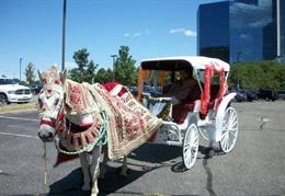 Equishare Baraat Horses & Carriages